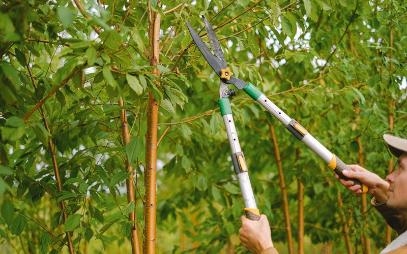 Tree trimming in Riceville, TN